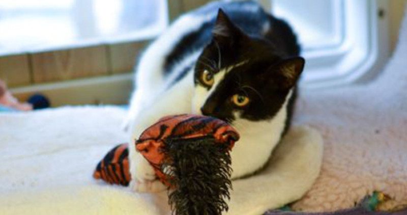 How to make a catnip sock Woodgreen Pets Charity